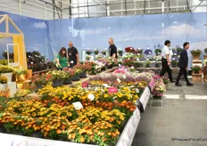All breeders present many varieties, also at Danziger